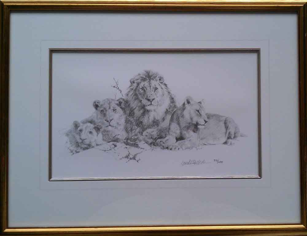 david shepherd, lions, drawing, signed print