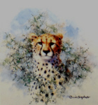 david shepherd cheetah cameo print