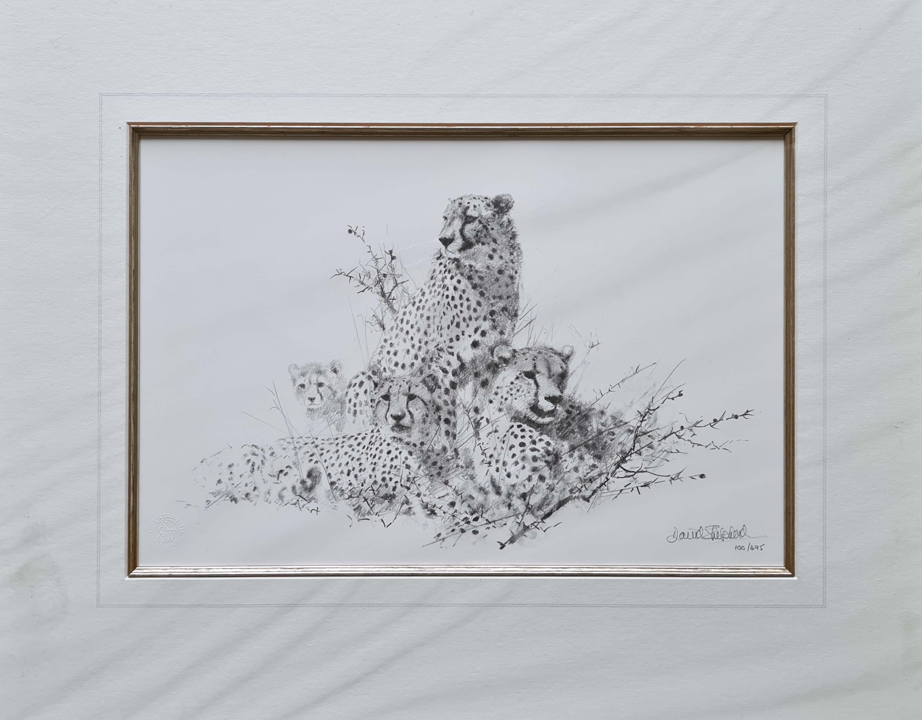 david shepherd  cheetah pencil 1999