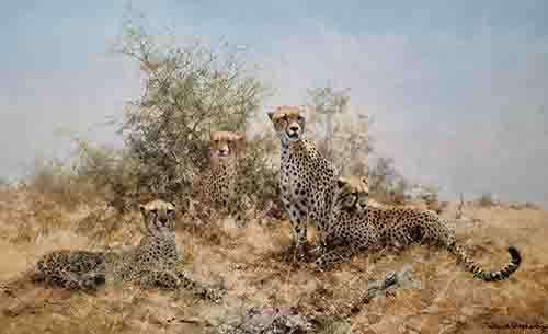 david shepherd cheetah silkscreen print