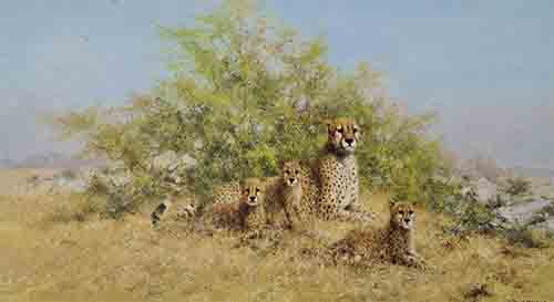 david shepherd cheetah family print