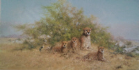 david shepherd, cheetahs, signed prints