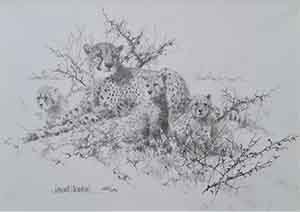 david shepherd cheetahs drawing david shepherd cheetahs drawing
