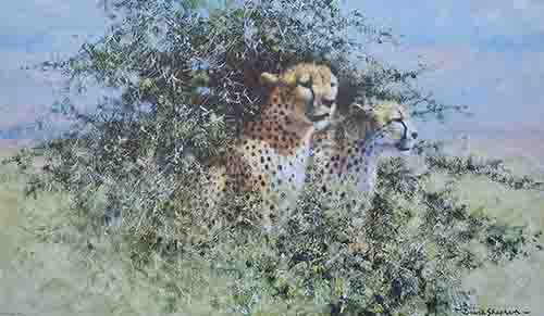david shepherd cheetah 1989 print