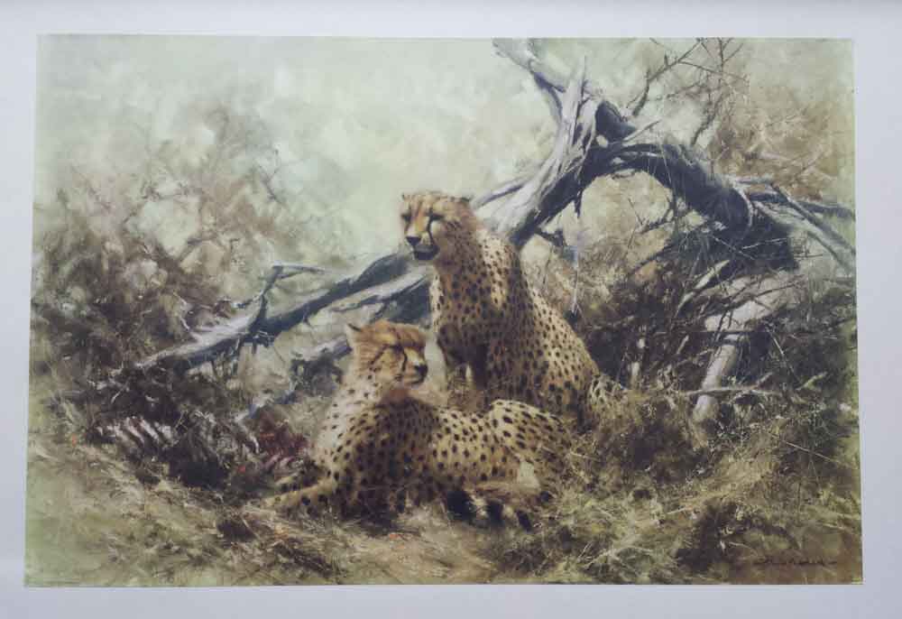 david shepherd  cheetahs 1967