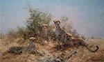 david shepherd cheetah silkscreen print