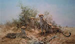 david shepherd cheetahs prints david shepherd cheetahs prints