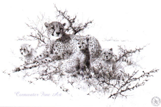 cheetahsketch-davidshepherd cheetahsketch-davidshepherd