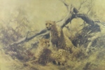 david shepherd cheetahs poster print