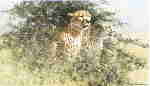 david shepherd cheetahs print