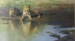 david shepherd tigers cool waters leopards print