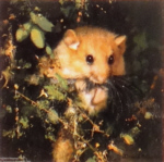 david shepherd dormouse print