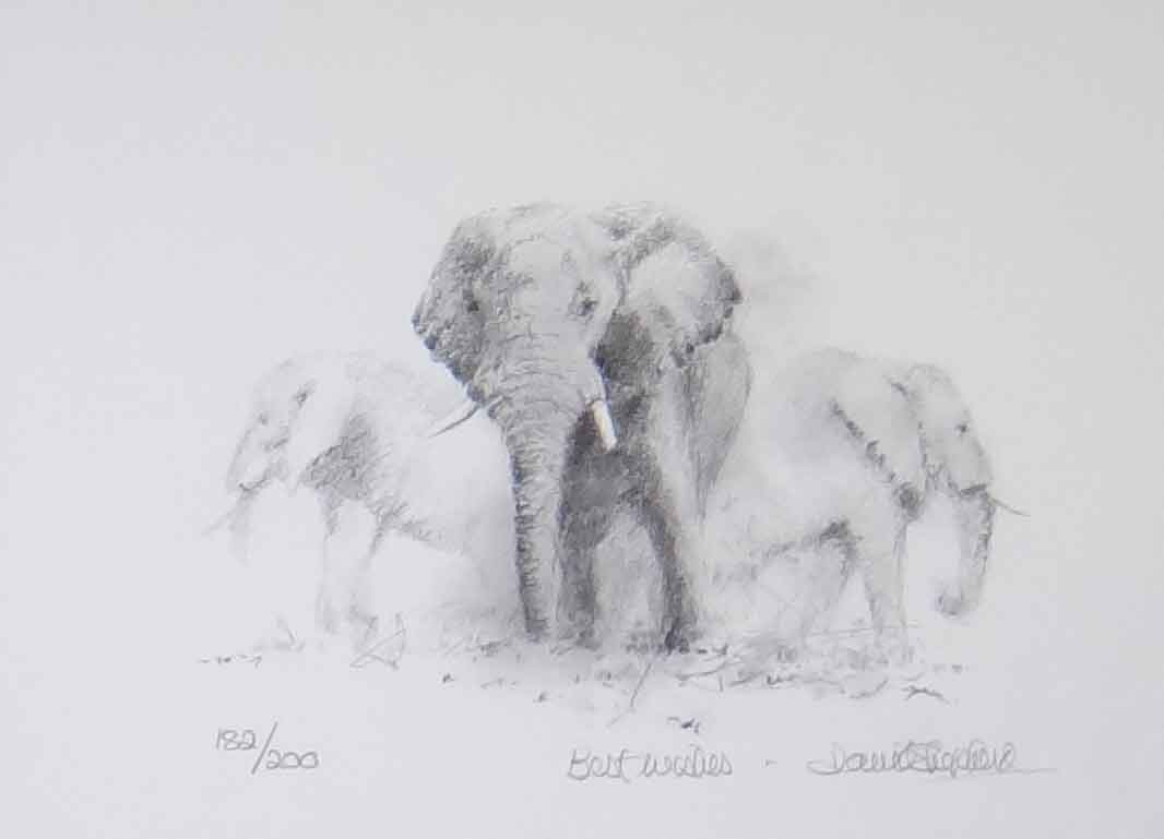 david shepherd Dusty evening sketch elephants, signed, limited edition, print