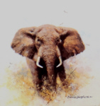 david shepherd elephant cameo elephants print