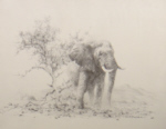 david shepherd elephant print