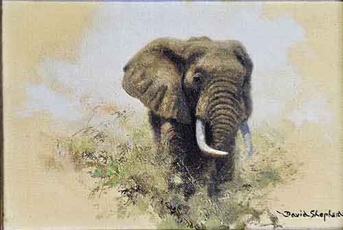 david shepherd, Elephant, oil painting