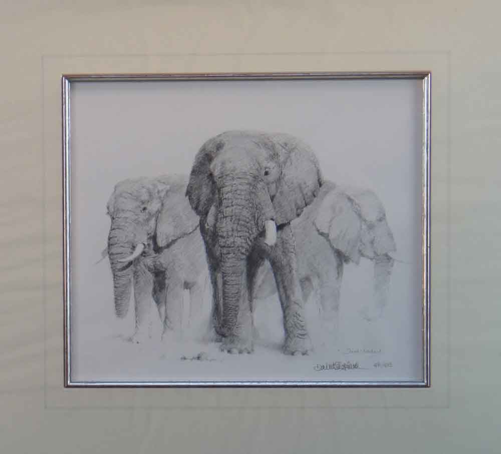 david shepherd  elephant pencil 1998