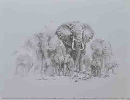 david shepherd, sketch, drawing elephants print