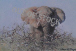 david shepherd elephant signed elephants print