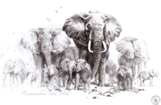 davidshepherd-elephantsketch