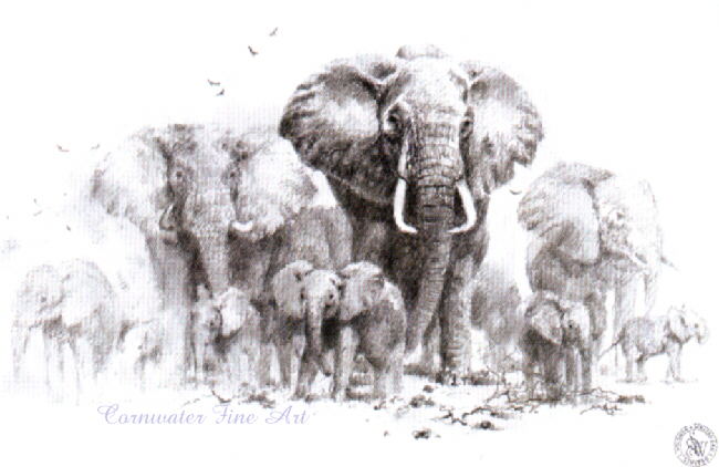 elephants sketch david shepherd