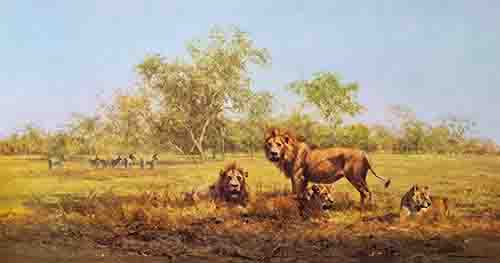 david shepherd evening in the luangwa lions print