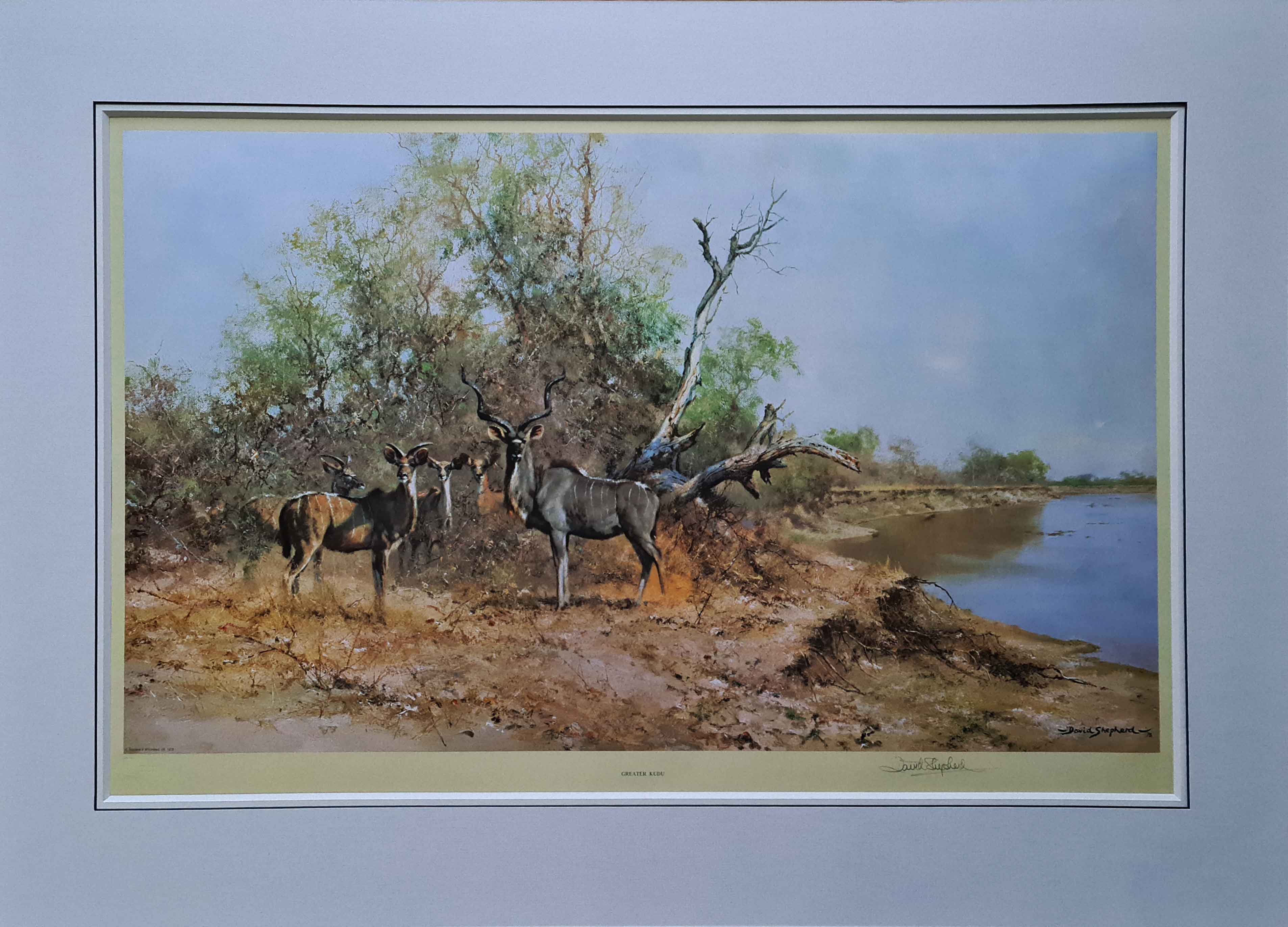 shepherd greater kudu signed print shepherd greater kudu signed print