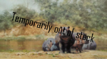 david shepherd, hot potami, hippos, prints david shepherd hot potami, hippos, prints