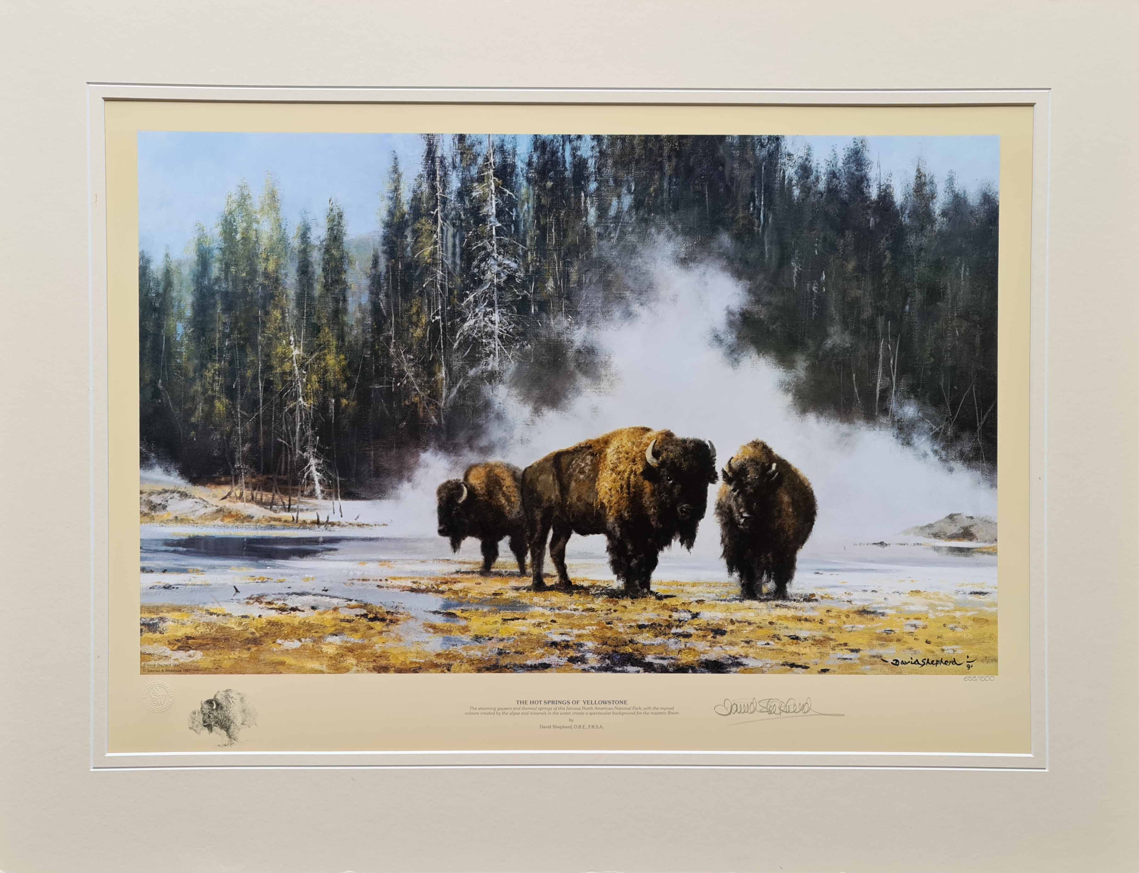 david shepherd, Bison, hotsprings of Yellowstone