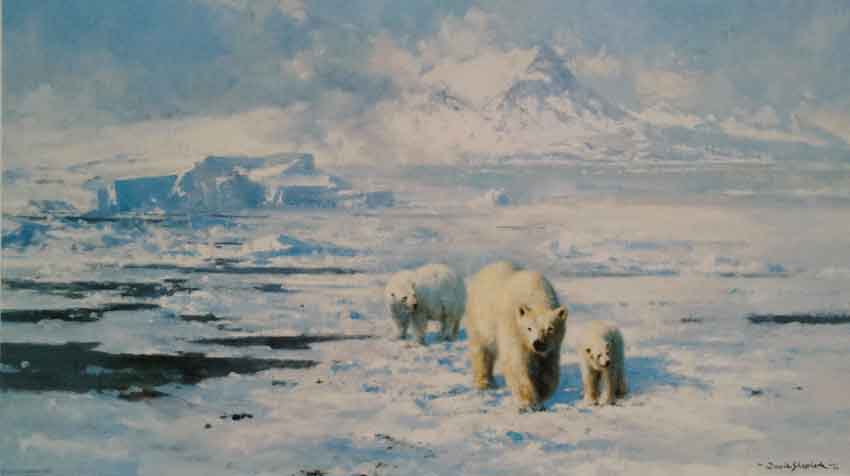 david shepherd ice wilderness polar bear print