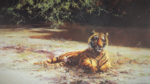 david shepherd indian siesta tiger