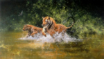 david shepherd tiger indian summer print