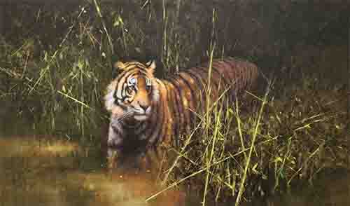 david shepherd into the sunlight comes a tiger print