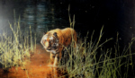 signed limited edition print jungle gentleman david shepherd