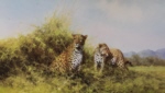 david shepherd, leopards, signed prints