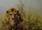 david shepherd lion, signed print