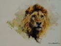 david shepherd lion head print