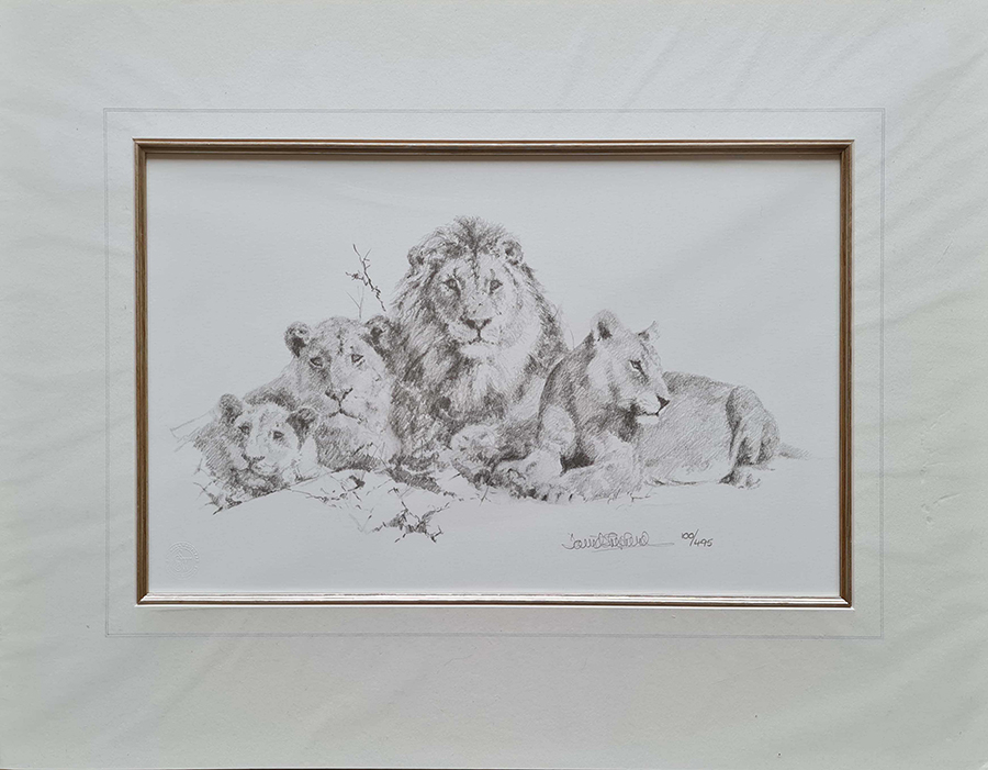 david shepherd lions pencil print