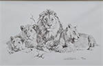 david shepherd lions pencil sketch print