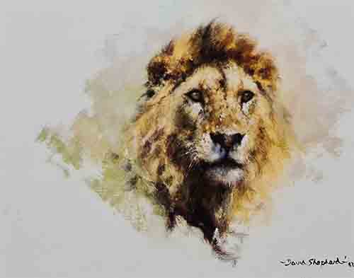 david shepherd Lion head print