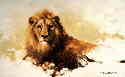 david shepherd lion sketch 1986 print