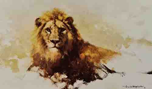 david shepherd lion sketch 1986 print