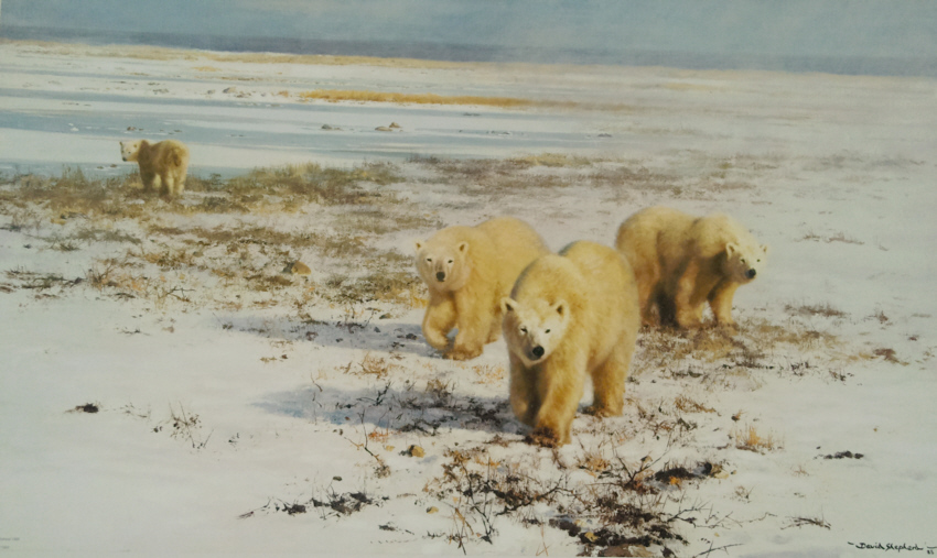 shepherd lone wanders of the arctic polar bears shepherd lone wanders of the arctic polar bears