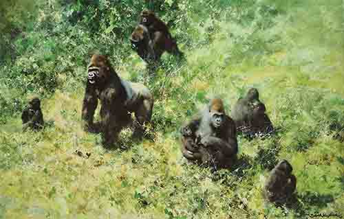 david shepherd lowland Gorillas