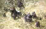 david shepherd lowland Gorillas david shepherd lowland Gorillas