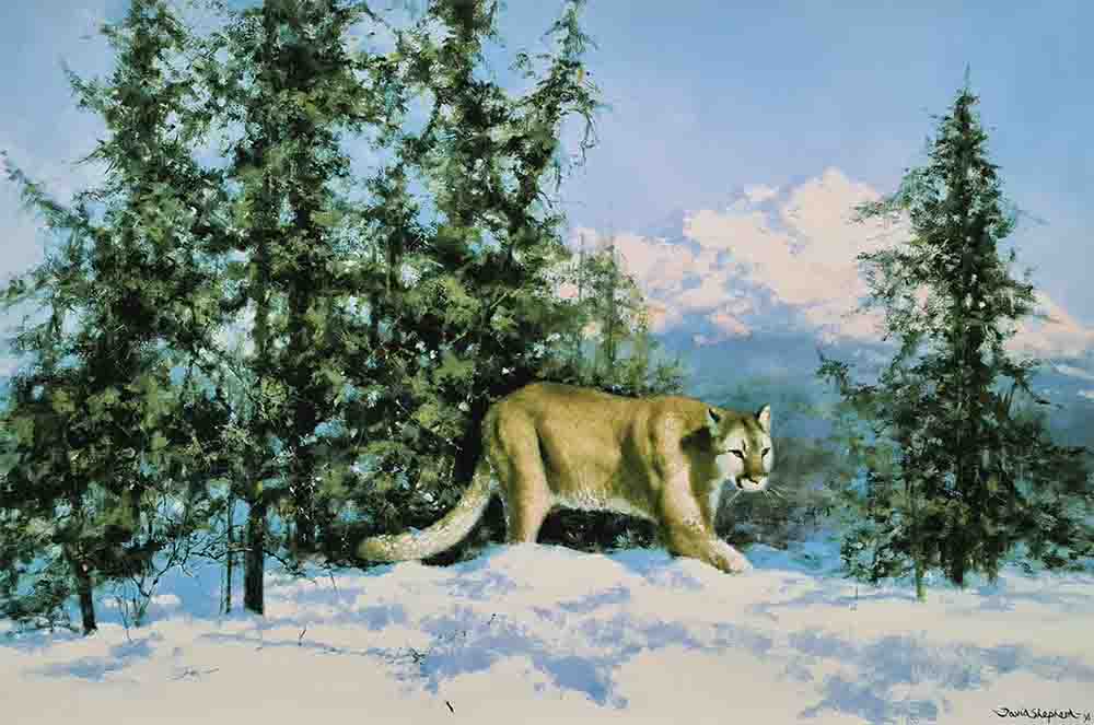 david shepherd mountain lion silkscreen print david shepherd mountain lion silkscreen print