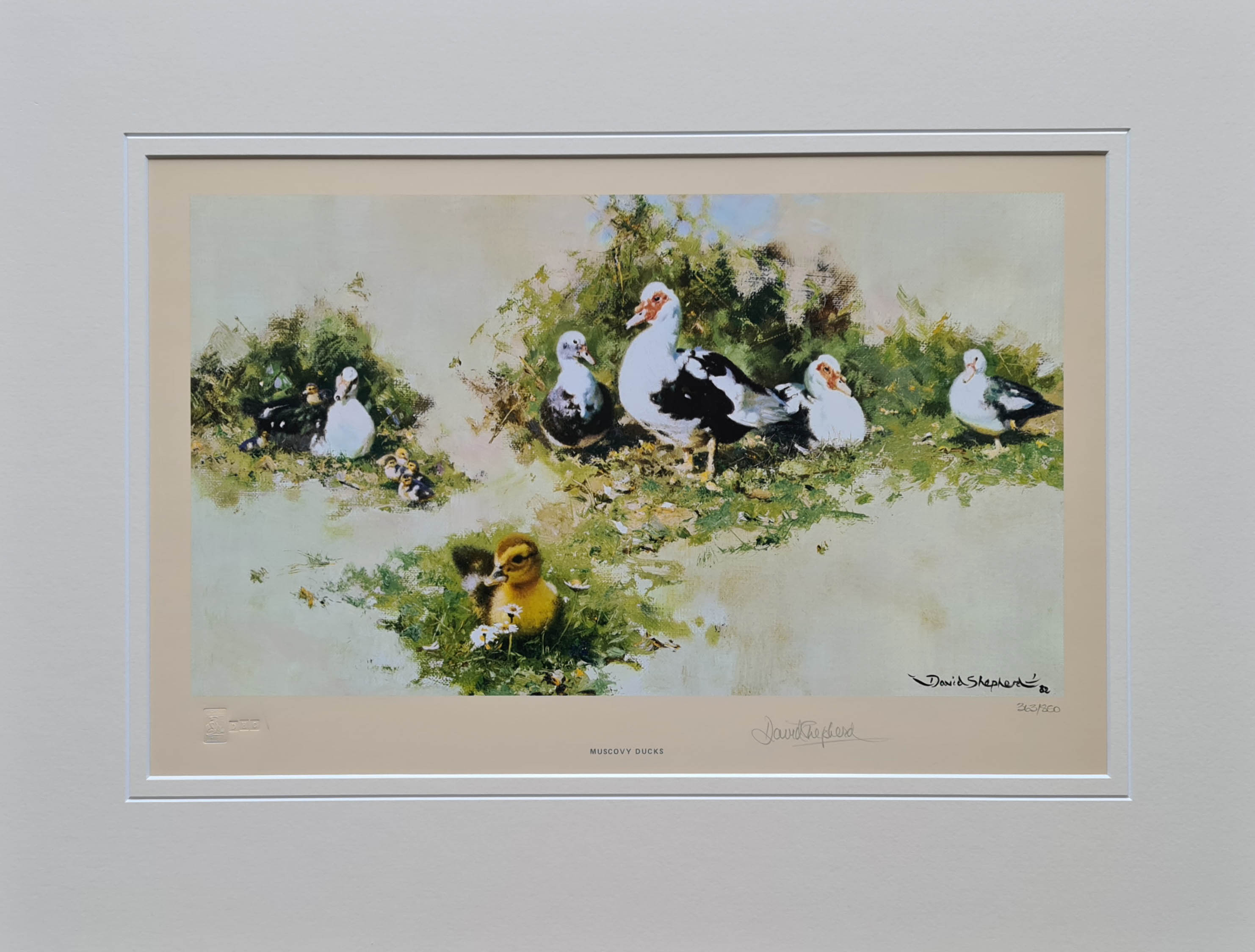 Muscovy Ducks, print