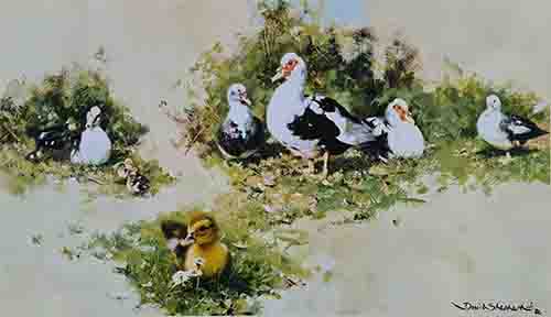 shepherd muscovy ducks signed print