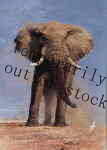 david shepherd my savuti friend temporarily out of stock