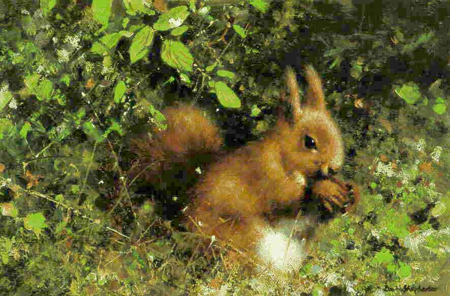 davidshepherd nuts, red squirrel